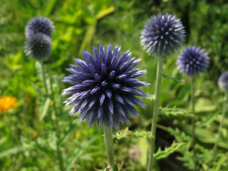 Kugeldistel im Bauerngarten