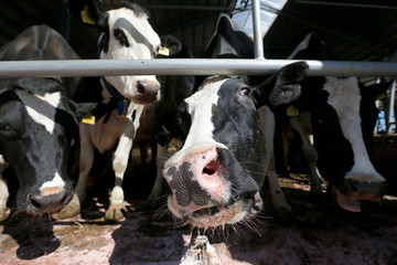 cows on a milk farm