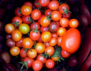 heirloom tomatoes in a bucket after harvesting