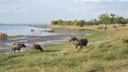 Water buffaloes feeding at Lahan swamp (บึงละหาน)