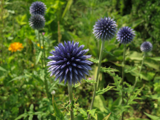Kugeldistel im Bauerngarten