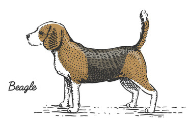 dog breed engraved, hand drawn vector illustration in woodcut scratchboard style, vintage species.