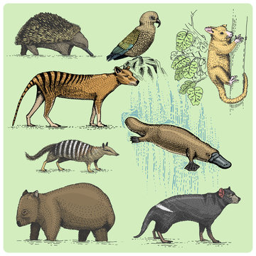 set of australian animals engraved, hand drawn vector illustration in woodcut scratchboard style, vintage drawing species.