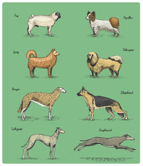 Fototapeta premium dog breeds engraved, hand drawn vector illustration in woodcut scratchboard style, vintage drawing species.