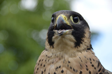 Falcon
