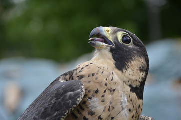Falcon