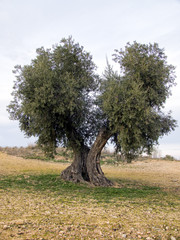 Arboles olivos con aceitunas