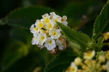 Yellow-white flowers