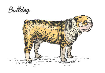 dog breed engraved, hand drawn vector illustration in woodcut scratchboard style, vintage species.