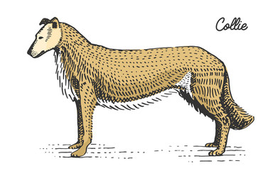 dog breed engraved, hand drawn vector illustration in woodcut scratchboard style, vintage species.