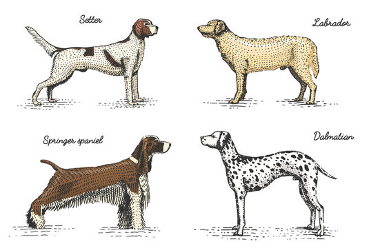 dog breeds engraved, hand drawn vector illustration in woodcut scratchboard style, vintage drawing species.