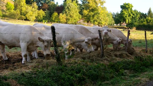 Rinder beim Fressen vid 01