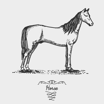 horse engraved, hand drawn vector illustration in woodcut scratchboard style, vintage drawing species.