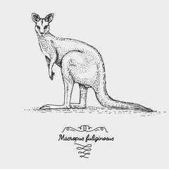 The western grey kangaroo engraved, hand drawn vector illustration in woodcut scratchboard style, vintage drawing species. © artbalitskiy