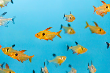 Fototapeta na wymiar Aquarium fish
