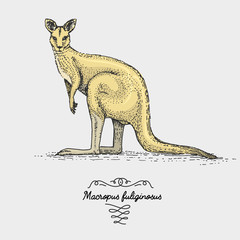 The western grey kangaroo engraved, hand drawn vector illustration in woodcut scratchboard style, vintage drawing species. © artbalitskiy