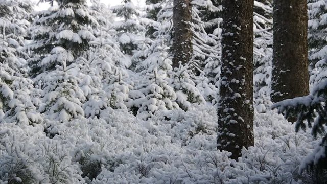 Schneien im Winterwald vid 01