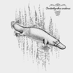 platypus engraved, hand drawn vector illustration in woodcut scratchboard style, vintage drawing species.