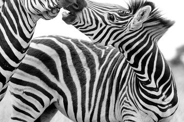 Fototapeta na wymiar Zebras Kiss South Africa