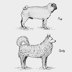 dog breed engraved, hand drawn vector illustration in woodcut scratchboard style, vintage species.