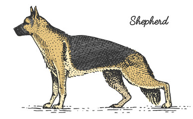 dog breed engraved, hand drawn vector illustration in woodcut scratchboard style, vintage species.