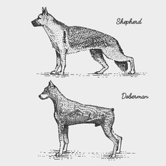 dog breed engraved, hand drawn vector illustration in woodcut scratchboard style, vintage species.