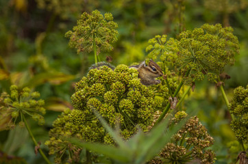 Small wild chipmunk sitting on the angelica plant and eating seeds, wildlife nature. Close up side view photo.