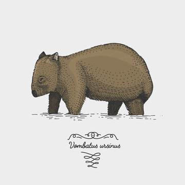 wombat engraved, hand drawn vector illustration in woodcut scratchboard style, vintage drawing species.
