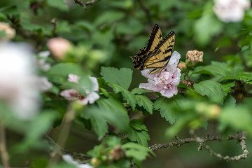 butterfly closeup