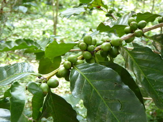 Kaffeebohnen am Strauch