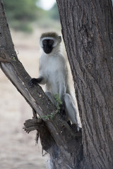 Vervet monkey (Chlorocebus pygerythrus) sitting upright in a tree in Tanzania