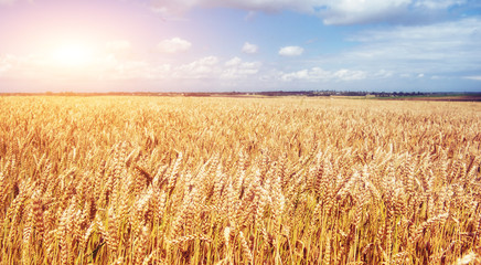 Blue sky and golden field of wheat.