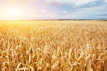 Golden mustache wheat ready to be harvested. This photo made in
