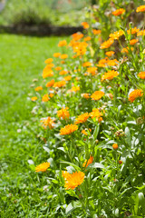 Orange Flowers