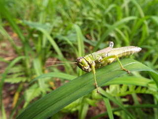 怪我をしたトノサマバッタ