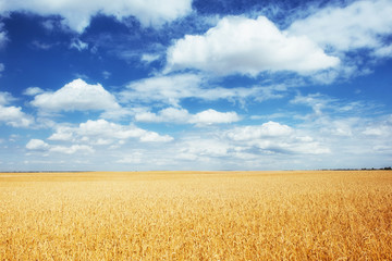  meadow wheat under sky