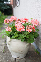 Fototapeta na wymiar Pink Flowers in a plant pot