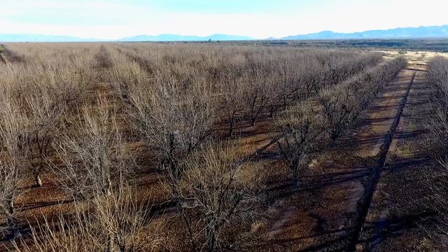 Aerial flyover of a commercial pecan grove