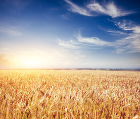 Naklejka premium meadow wheat under sky