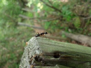 触角を失い迷子になったクロクサアリ