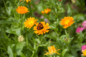 Orange Flower with Butterfly