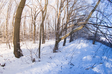 Fototapeta premium Winter snowy forest fisheye
