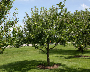 Semi-dwarf apple tree in backyard orchard