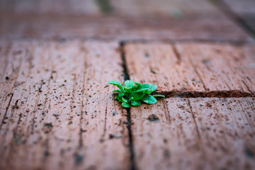 Lil plant