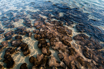 Stromatolites in the sea near Denham, Western Australia