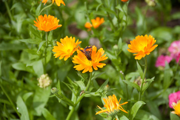 Orange Flower with Butterfly