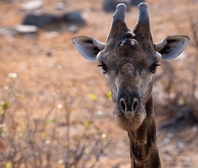 Giraffe in the Etosha National Park, Namibia