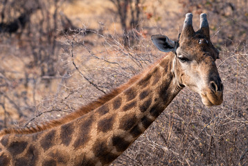 Giraffe in the Etosha National Park, Namibia