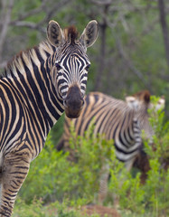 Burchell's zebra (Equus quagga burchellii)  Natal S. Africa
