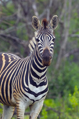 Fototapeta na wymiar Burchell's zebra (Equus quagga burchellii) Natal S. Africa